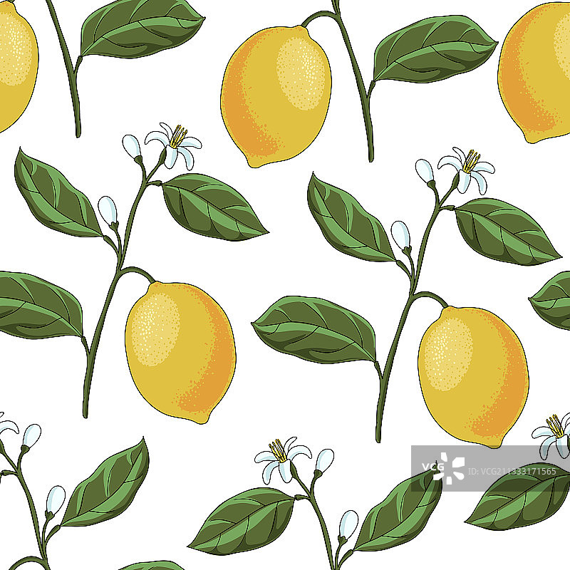 用柠檬枝绘制无缝图案图片素材