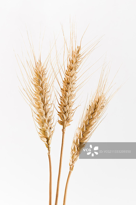 白色背景上的小麦麦穗图片素材