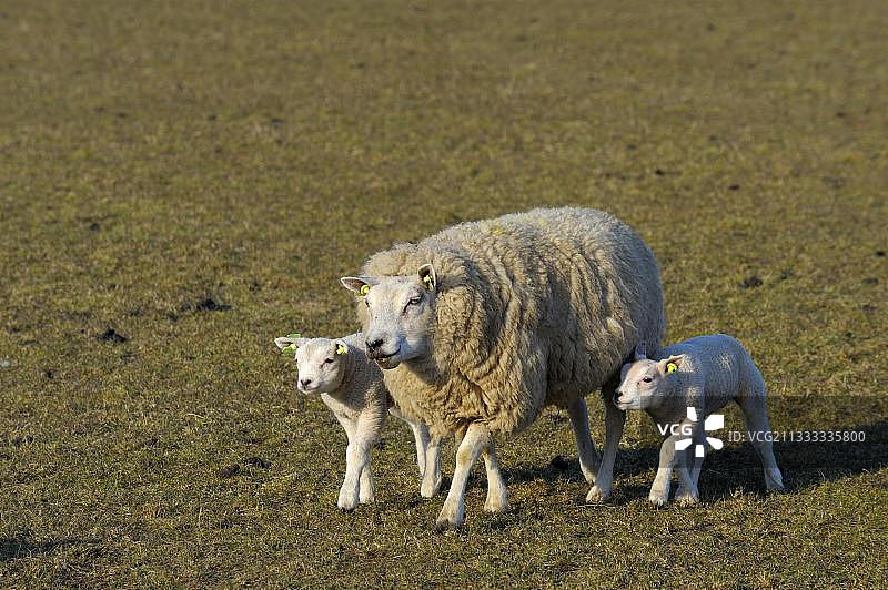 特塞尔绵羊和羊羔，三月，Hooge Berg，特塞尔岛，北荷兰，荷兰图片素材