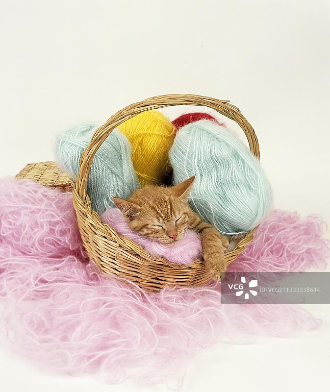红家猫，小猫睡在一个装满羊毛的篮子里图片素材