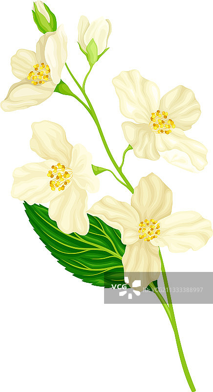 枝上有白色茉莉花芬芳的花图片素材
