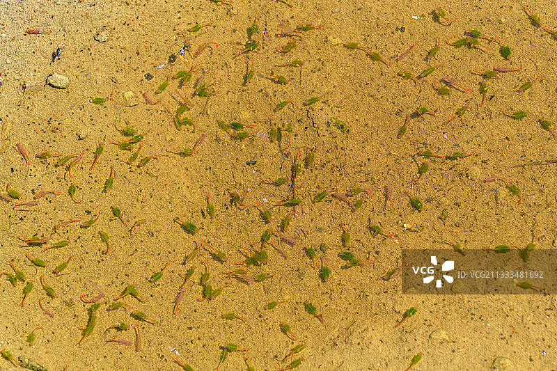 法国上阿尔卑斯的埃克林斯国家公园，拉比乌山谷，挤满精灵虾的临时水池图片素材