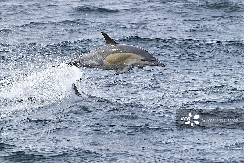 长喙海豚，个体跃出水面，西开普，南非图片素材