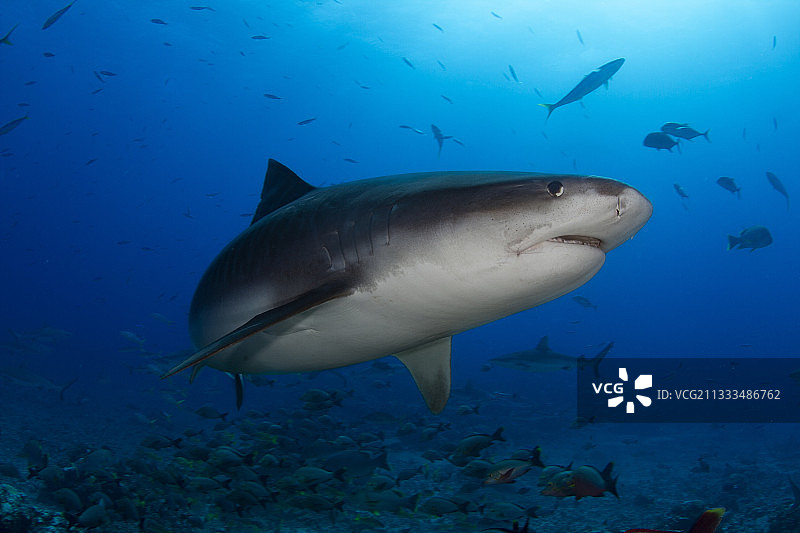 近距离观察虎鲨(Galeocerdo cuvier)，大溪地，法属波利尼西亚图片素材