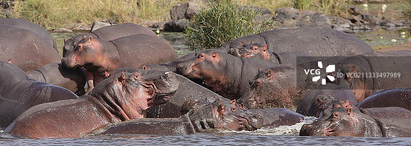 在南非克鲁格NP的一条河里，一群河马(两栖河马)的恐慌和不安图片素材