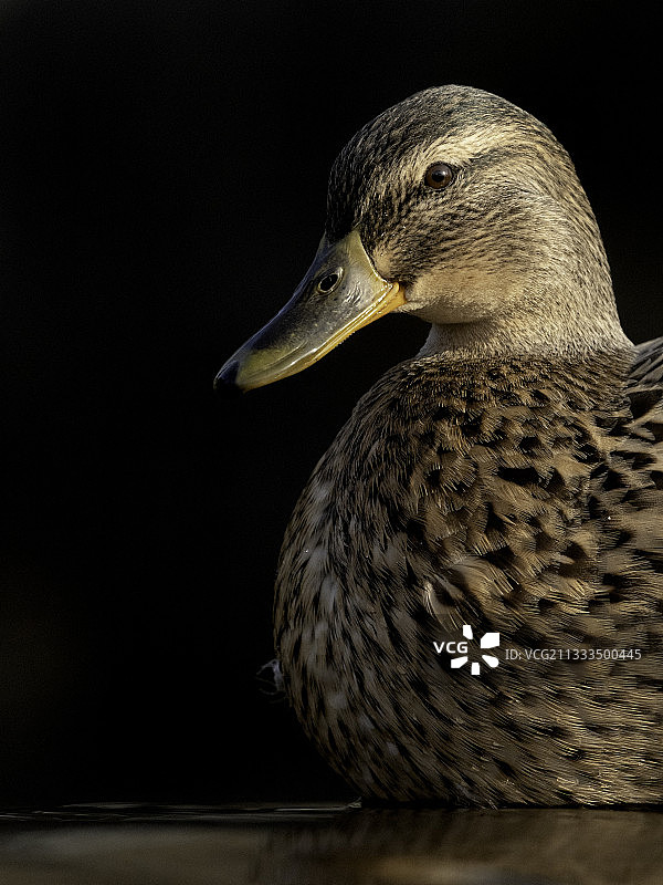 英国皮克区国家公园里的一只野鸭。图片素材