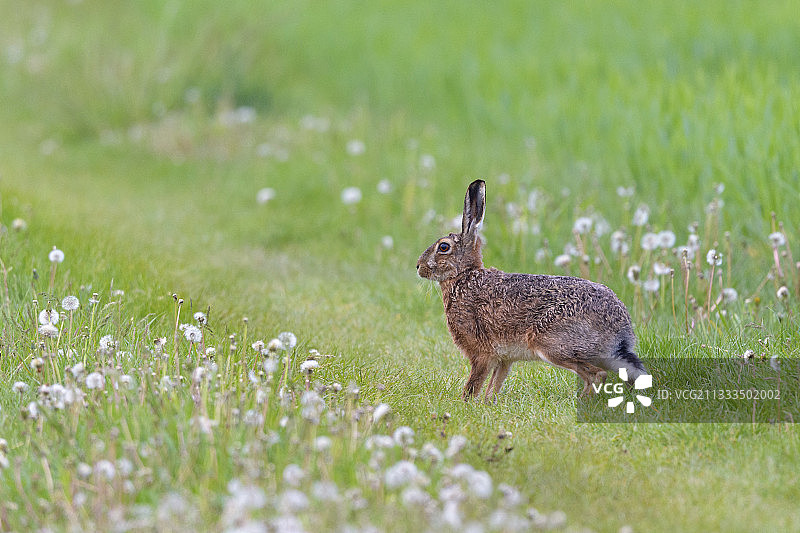 草原上的欧洲野兔(欧洲野兔)，四月，德国黑塞图片素材