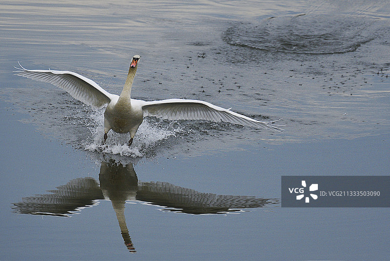 疣鼻天鹅(天鹅色)着陆，绍尔三角洲自然保护区，莱茵河岸，蒙克豪森，阿尔萨斯图片素材