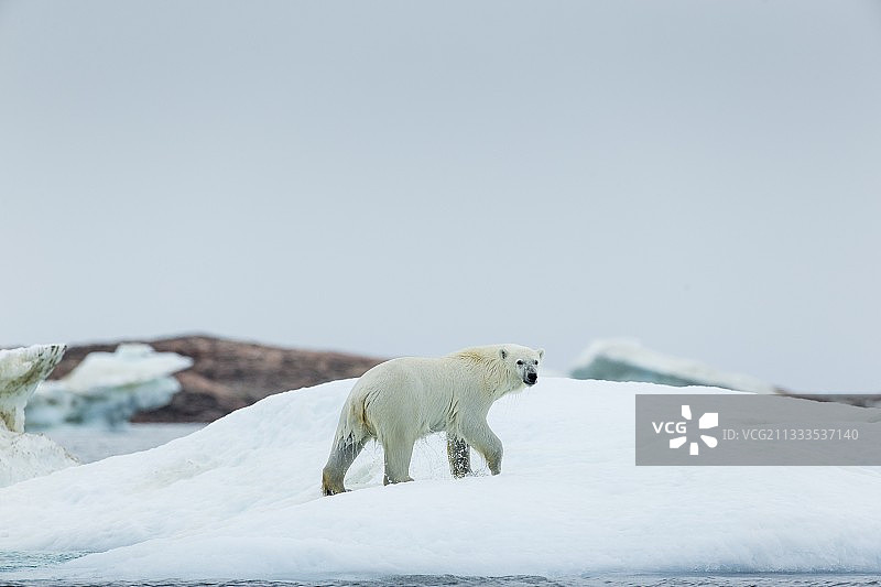 北极熊行走在加拿大努勒维特地区浅水湾海港群岛附近融化的海冰上图片素材