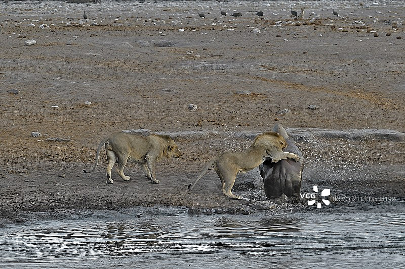 喝的时候，黑犀牛不慎跌进了一个洞里，倒进了水口。他试图出来，但附近的三只狮子被噪音吸引了。他们接近并享受这个机会。图片素材