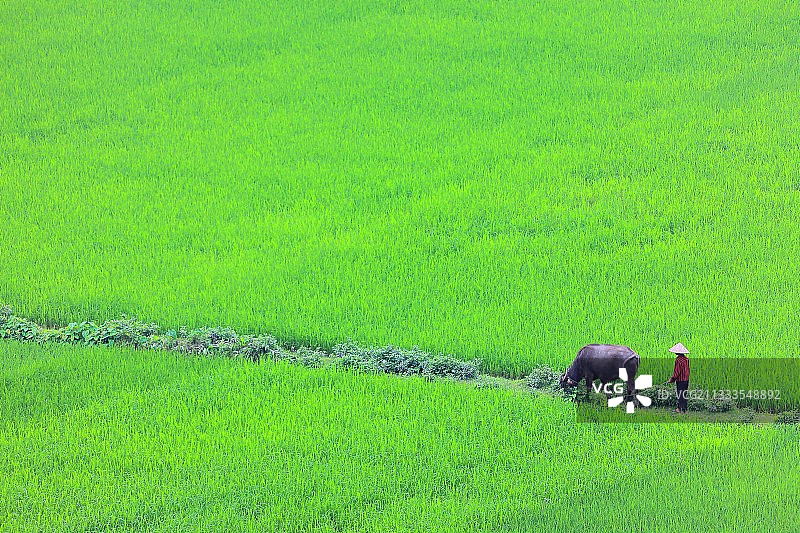 农民与她的水牛和她的奶牛在稻田在越南宁Bình地区图片素材