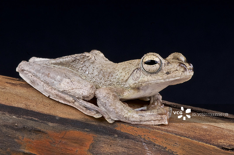 褐飞蛙，越南图片素材
