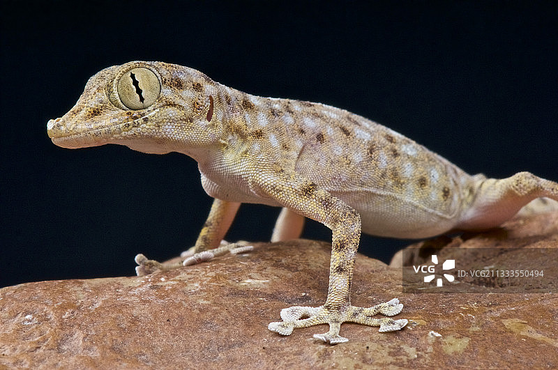 埃及扇足壁虎(Ptyodactylus hasselquisti)，埃及图片素材