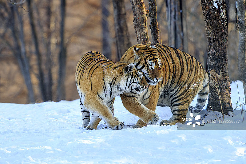 雪景中的东北虎夫妇，哈尔滨东北虎公园，中国图片素材