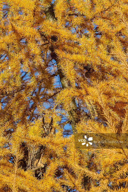 法国日内瓦盆地秋季落叶松宿舍中的成年长耳猫头鹰图片素材