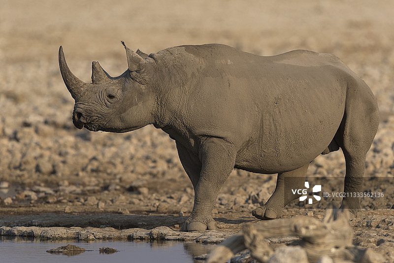 黑色Rhinoce ?ros (Diceros Bicornis)在水坑，Etosha，纳米比亚图片素材