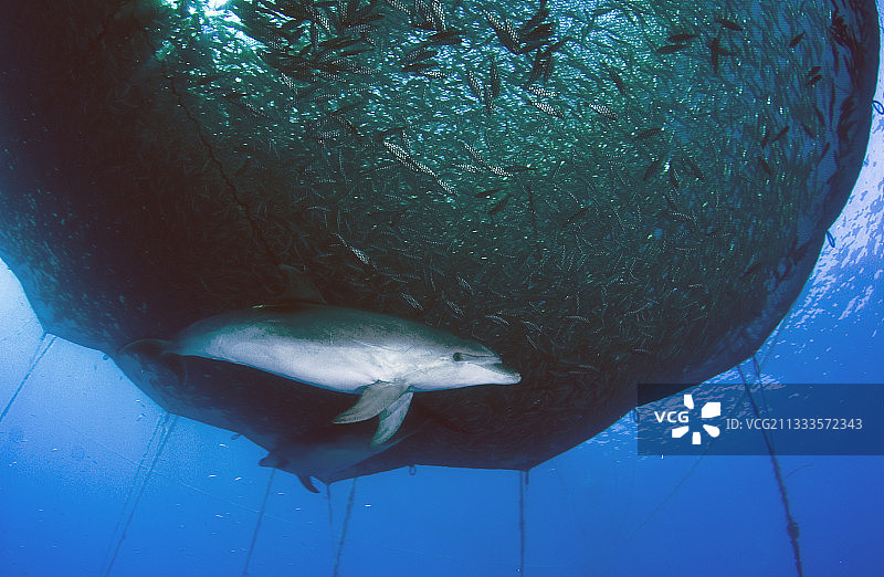 宽吻海豚(Tursiops trunccatus)，旁边的海洋养殖网箱。特内里费,加那利群岛。图片素材