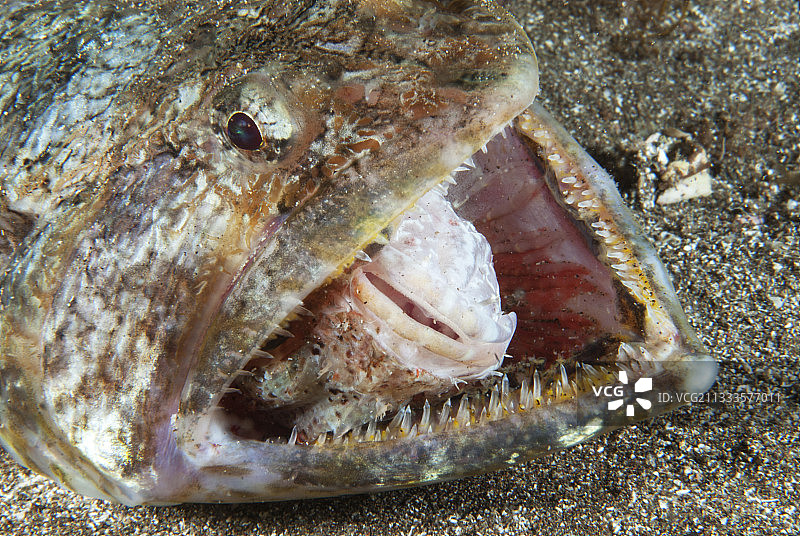 蜥蜴鱼(Synodus Synodus)试图吃蝎子鱼- Poisson leard - Eidechsenfisch。加那利群岛的大加那利群岛。图片素材