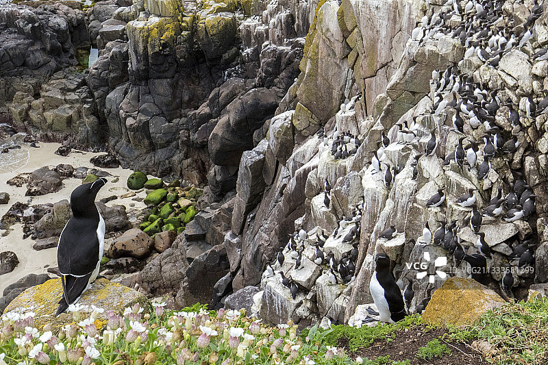 爱尔兰萨提岛悬崖上的刀叉鸟(Alca torda)筑巢图片素材
