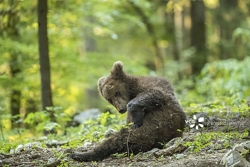 斯洛文尼亚斯涅兹尼克森林的欧洲棕熊幼崽图片素材