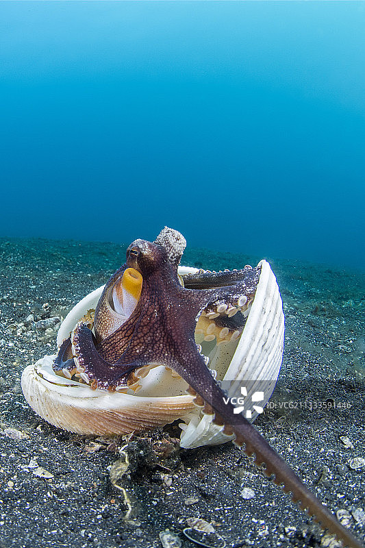 印度尼西亚，Lembeh海峡，椰子章鱼(octopus marginatus)在空壳中避难图片素材