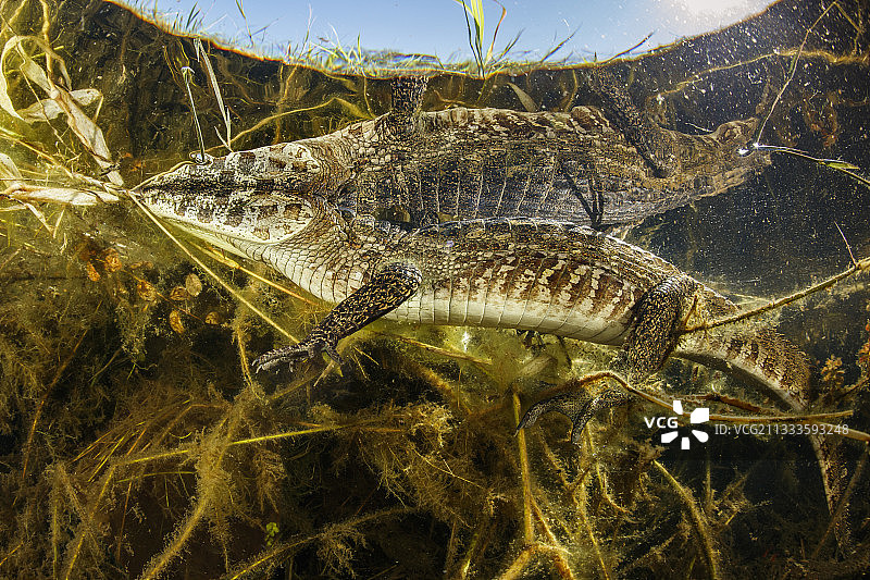 小眼镜凯门鳄，白色或普通凯门鳄，(凯门鳄鳄鱼)，反映在表面，潘塔纳尔，巴西图片素材