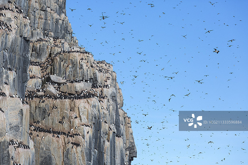 斯瓦尔巴群岛，斯匹茨堡，Alkefjellet的黑海鸠悬崖(Uria lomvia)图片素材