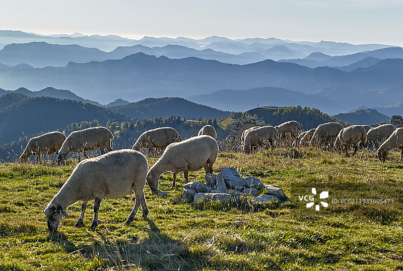 一群羊在图里尼垭口，秋天，商业旅游国家公园，阿尔卑斯山，法国图片素材