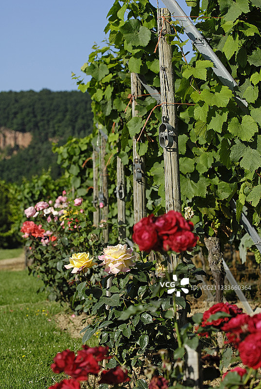弗格特林肖芬的《葡萄酒之路的玫瑰小径》图片素材