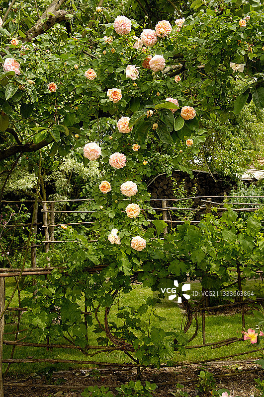 法国玛格丽特花园盛开的玫瑰树“炼金术士”图片素材
