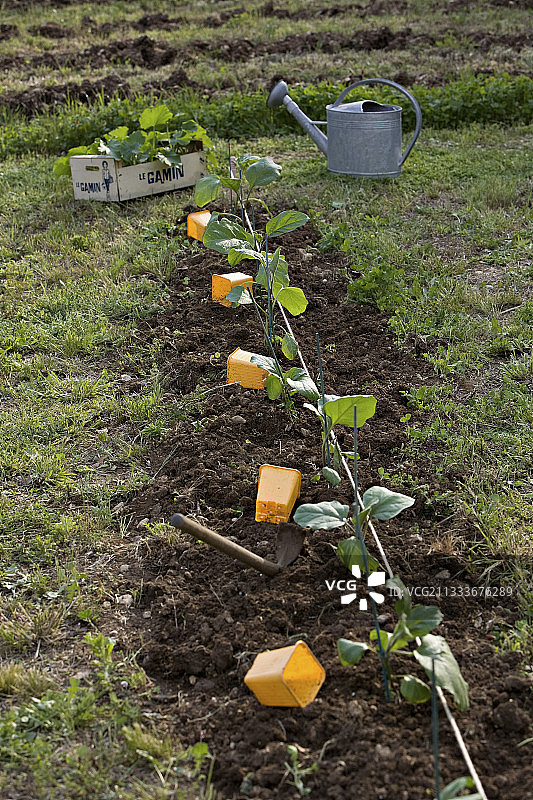 种植在菜园里的茄子苗图片素材