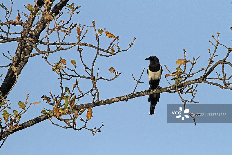 法国冬天，一只黑嘴喜鹊在一根橡树的树枝上图片素材