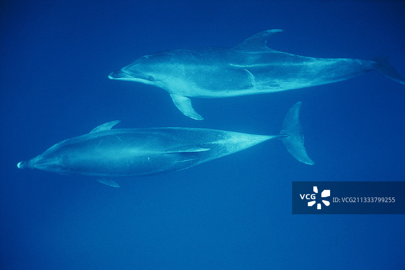 宽吻海豚在亚速尔群岛游弋图片素材