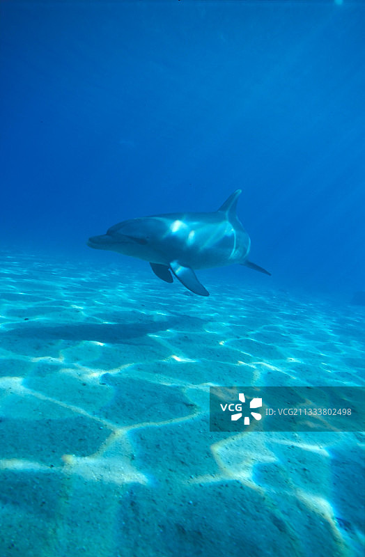 宽吻海豚在埃及的沙质海底游泳图片素材