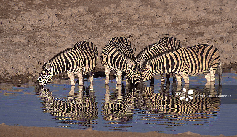 波切尔斑马集团在纳米比亚的伊托沙水域图片素材
