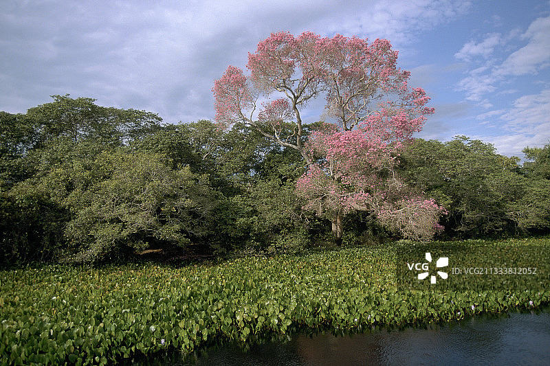 巴西南部潘塔纳尔马托格罗索的土地景观图片素材