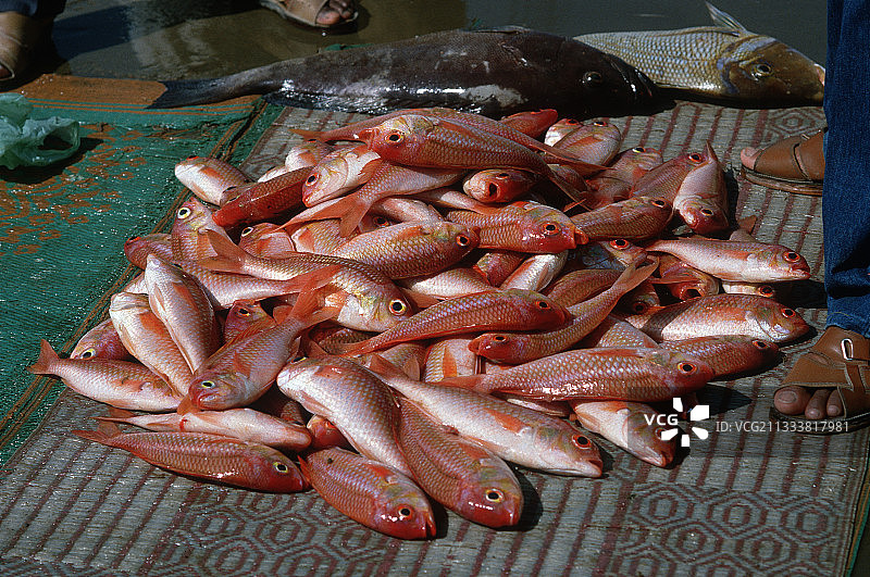 阿曼苏丹马斯喀特市场摊位上出售的红鱼图片素材