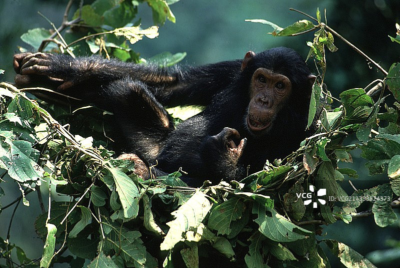 坦桑尼亚贡贝的一窝黑猩猩图片素材