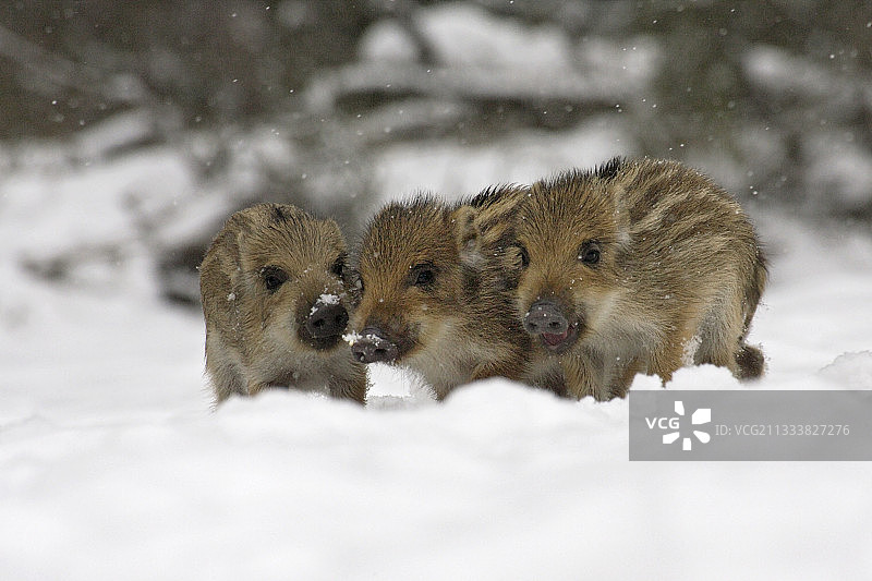 德国石勒苏益格-荷尔斯泰因雪地上的野生小猪图片素材