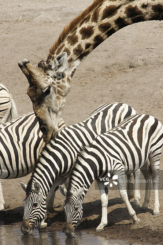 长颈鹿闻斑马的效果透视Etosha图片素材