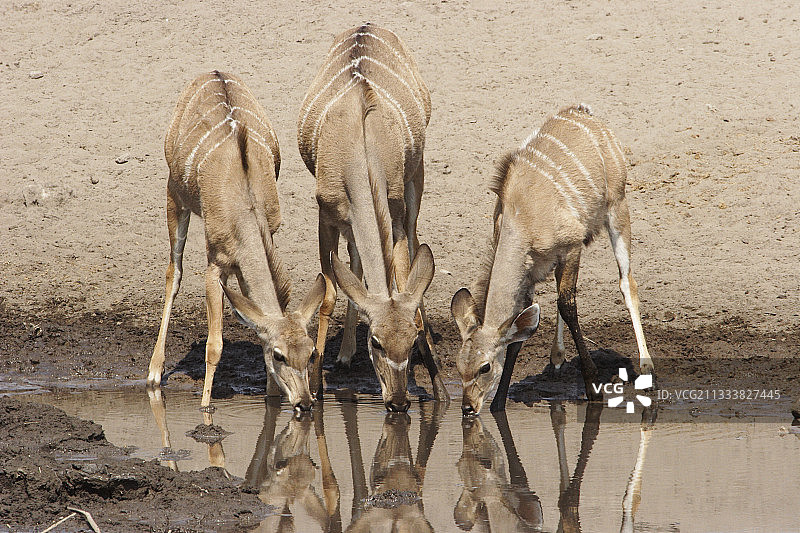 三个年轻的Kudu在Etosha水点喝水图片素材