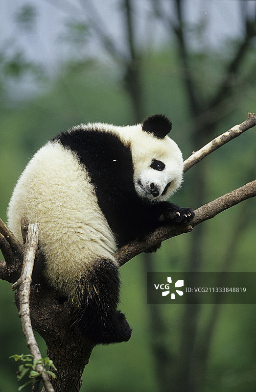 幼小的大熊猫在中国四川成都的一棵树上图片素材