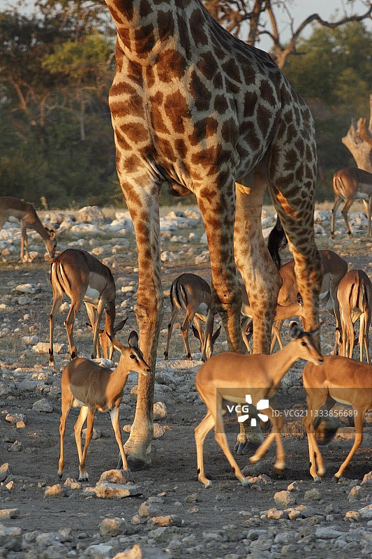 纳米比亚Etosha水乡长颈鹿和黑斑羚图片素材