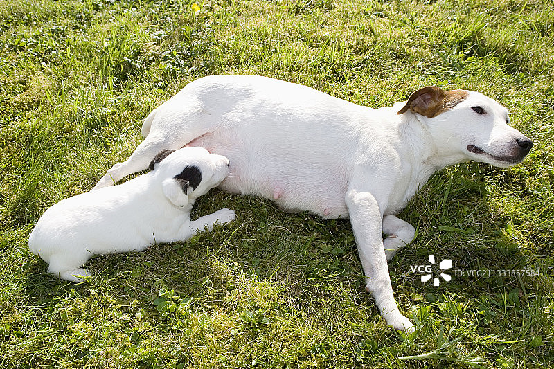 杰克罗素梗母狗哺乳她的小狗法国图片素材