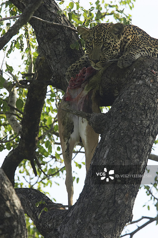 南非克鲁格公园一棵树上的豹和它的猎物图片素材