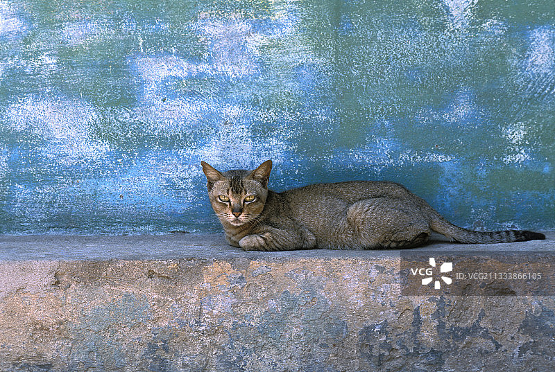 虎斑猫躺在缅甸矮墙上图片素材