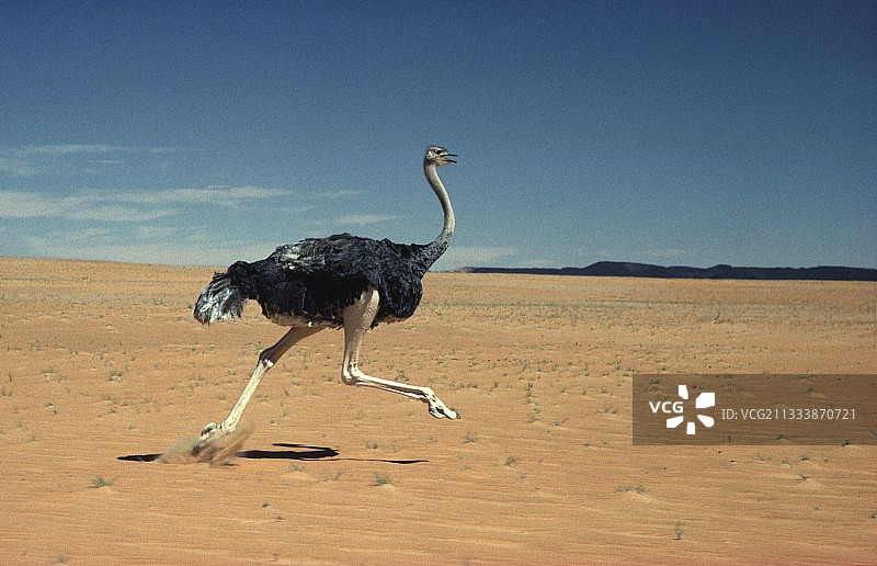 鸵鸟母奔跑撒哈拉突尼斯图片素材