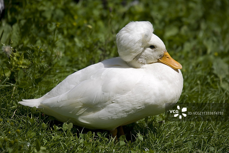 雄白冠叫鸭，表现出由颅骨畸形引起的雄鸭特有的头冠。这是英国罗斯附近福恩霍普(Fownhope)专门收集的鸭子和家禽中的一部分图片素材