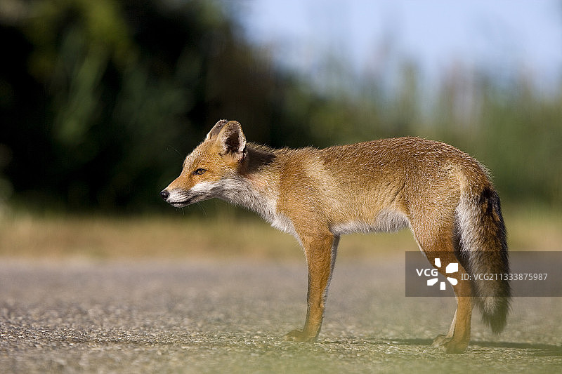 年轻的狐狸结痂寻找食物Camargue法国图片素材