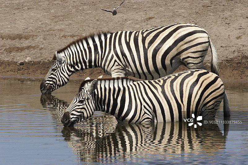 伯切尔的斑马喝埃托沙 Np 纳米比亚图片素材